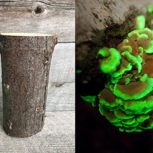May include: A close-up of a cluster of bioluminescent mushrooms growing on a tree trunk. The mushrooms are a vibrant green color and have a layered, fan-like shape.
