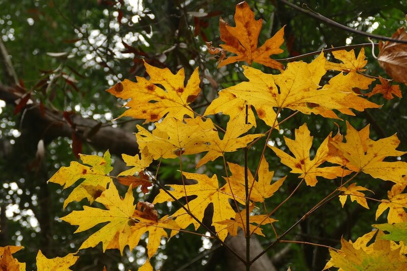 15 Bigleaf Maple Seeds (Acer macrophyllum) image 4