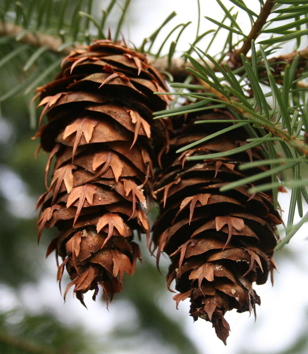 10 Douglas Fir Cones pseudotsuga Menziesii Ready to Plant Etsy