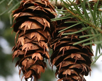 10 Douglas Fir Cones (Pseudotsuga menziesii) - Ready to Plant