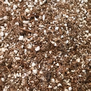 May include: Close-up of a brown soil mix with white perlite. The soil is a blend of organic matter and small white pebbles.