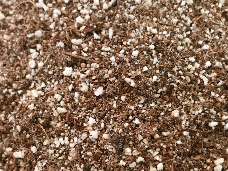 May include: Close-up of a brown soil mix with white perlite. The soil is a blend of organic matter and small white pebbles.