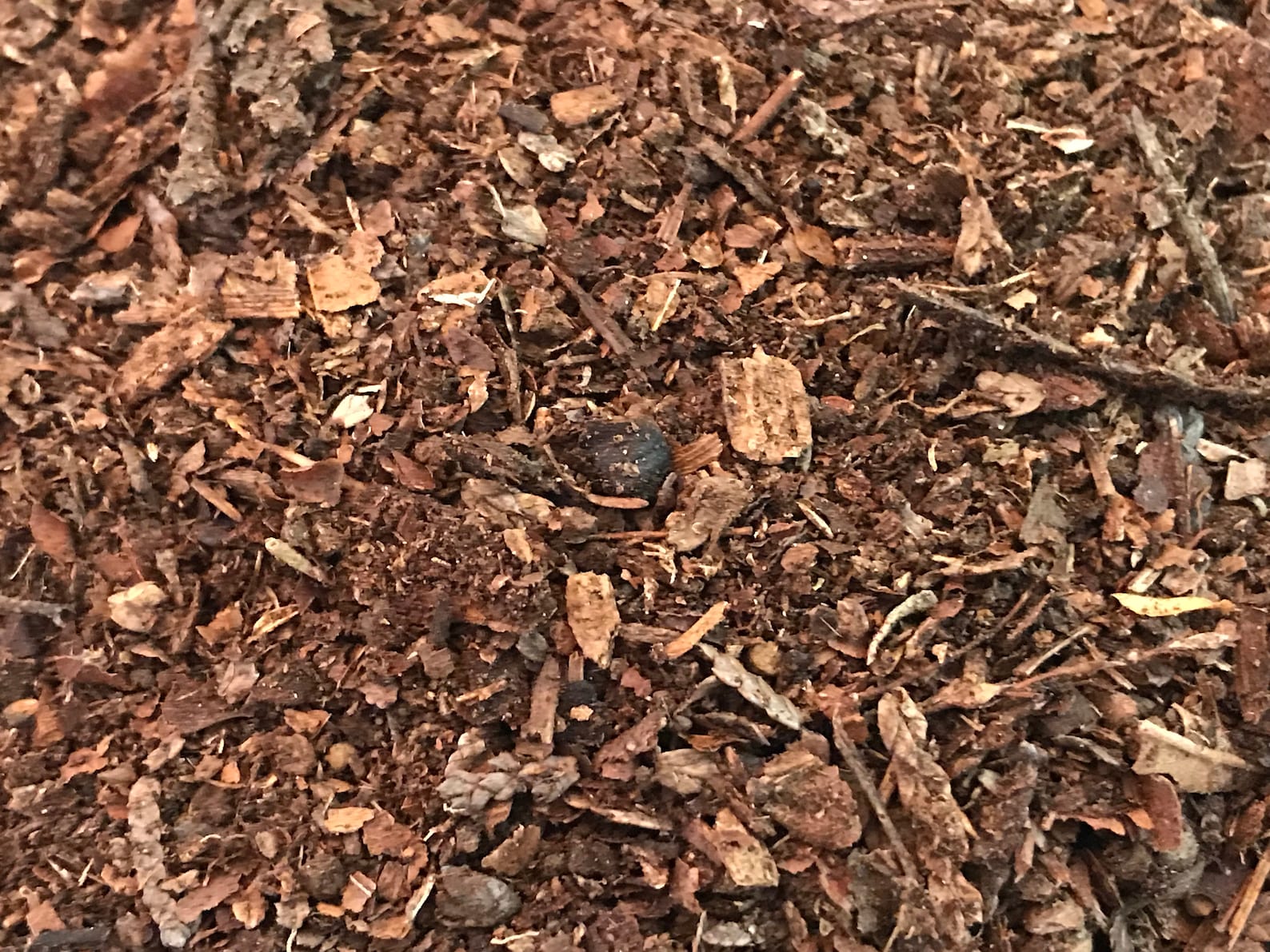 Red Humus Mulch Natural Forest Mulch/humus (organic Additive for Soils and Substrates ...
