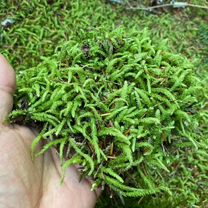 Live Moss - Waved Silk-Moss/Wavy-Leaved Cotton Moss (Plagiothecium Undulatum) - for Terrariums, Moss Gardens, Bonsai