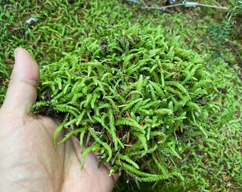 Live Moss - Waved Silk-Moss/Wavy-Leaved Cotton Moss (Plagiothecium Undulatum) - for Terrariums, Moss Gardens, Bonsai