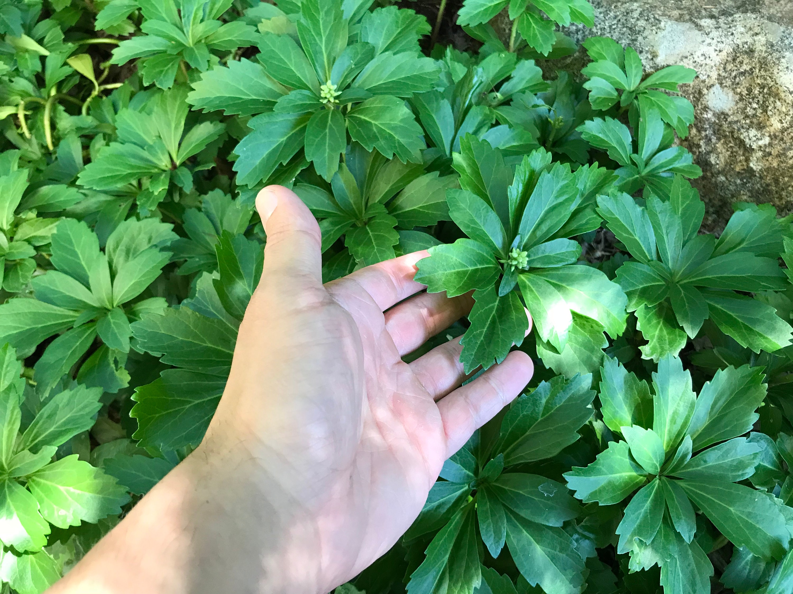 Pachysandra Terminalis japanese Spurge Evergreen Etsy
