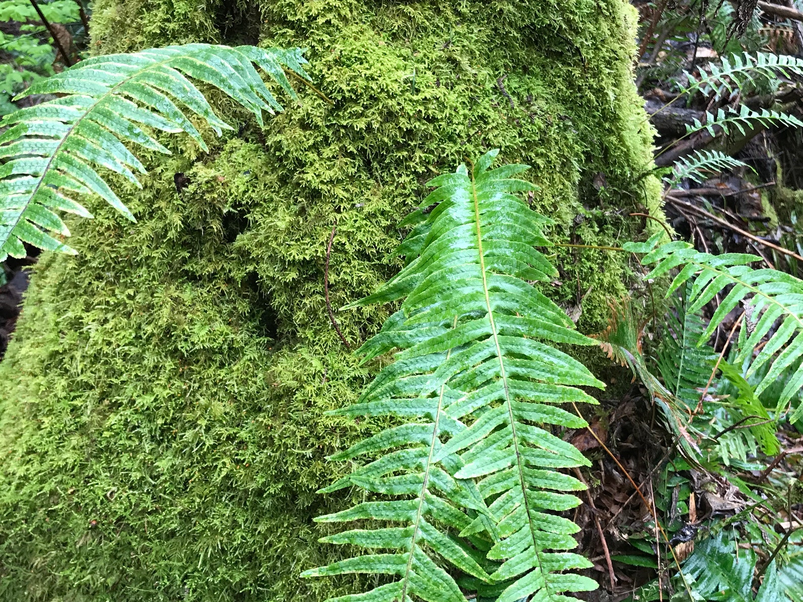 Licorice Fern Live Plant Etsy