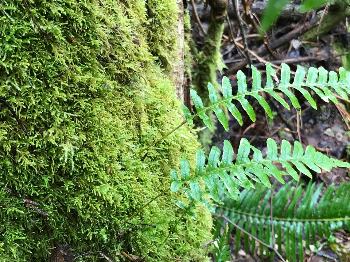 Licorice Fern Live Plant Etsy