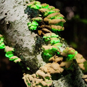 Glow in the dark mushroom Panellus stipticus bioluminescent habitat log PRE-INOCULATED image 2