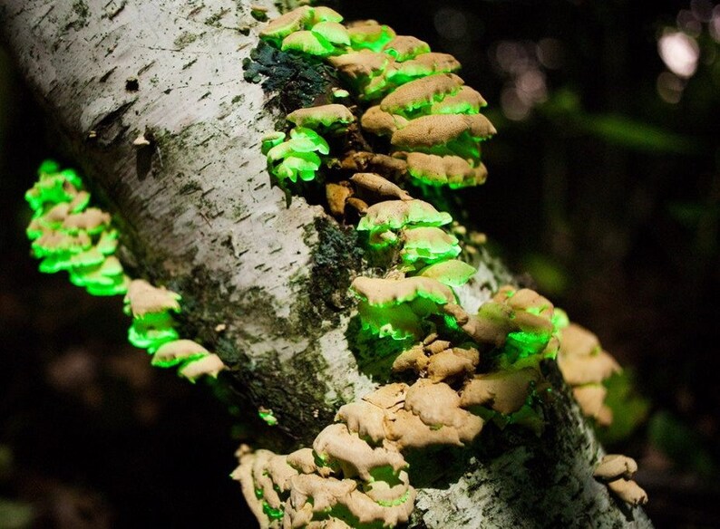 Glow in the dark mushroom Panellus stipticus bioluminescent habitat log PRE-INOCULATED image 2