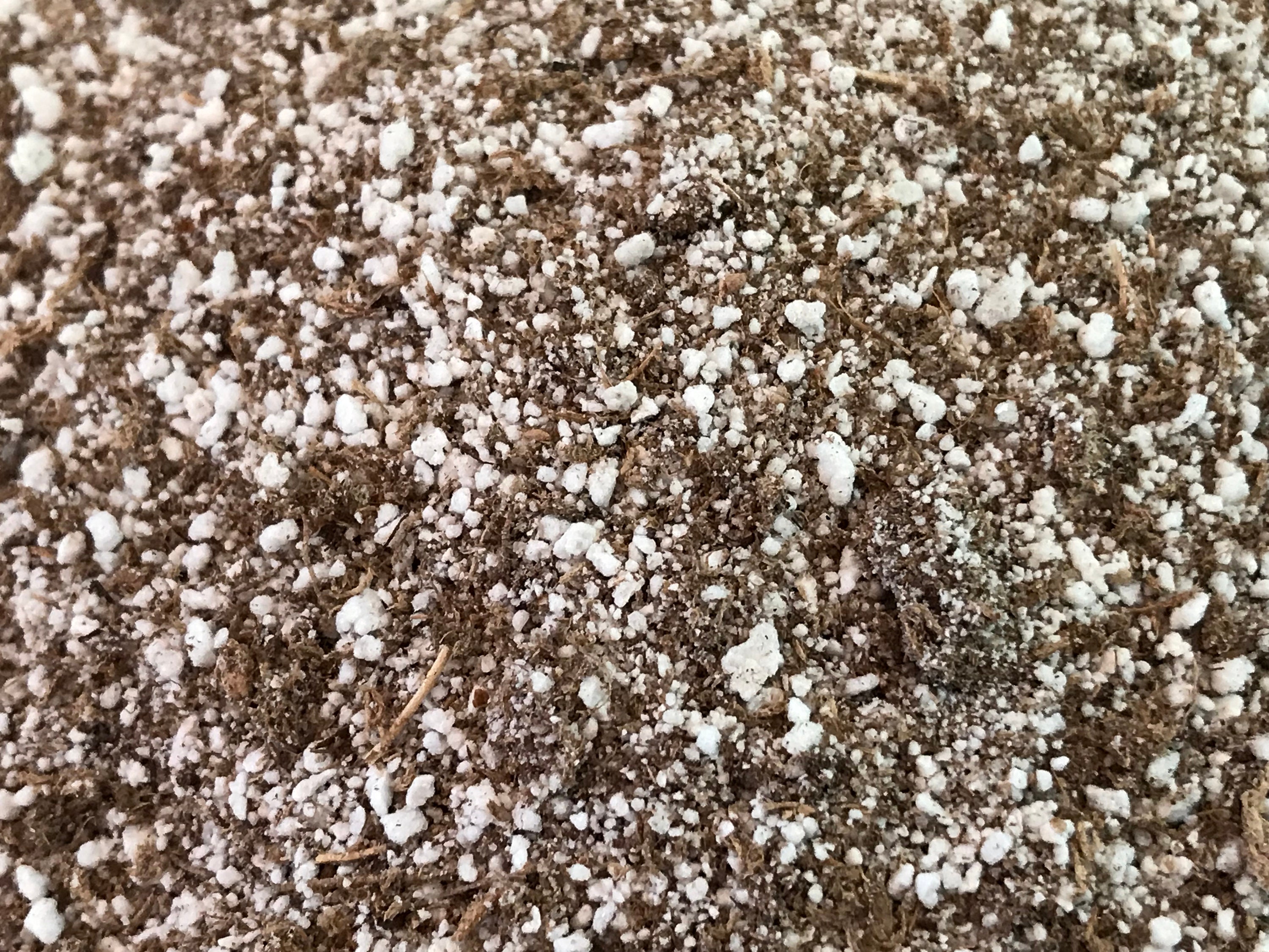 Premium Butterwort Potting Mix premixed Soil Media for Etsy