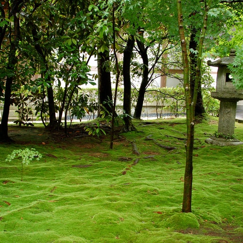 Premium Soil for Growing Moss Moss Gardens & Terrariums Etsy