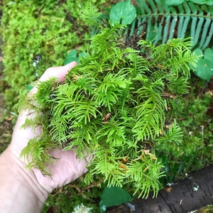 Peut inclure: Une main tenant une touffe de mousse verte. La mousse est douce et plumeuse, avec une texture d&eacute;licate.