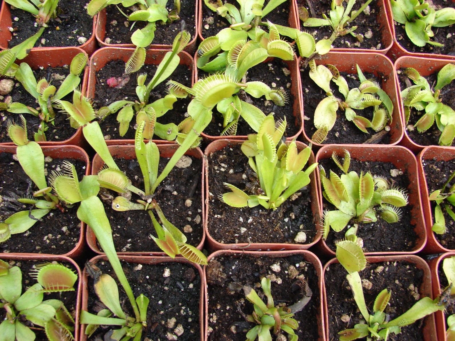 Preblended Venus Fly Trap Potting Soil Mix Peat Based Etsy