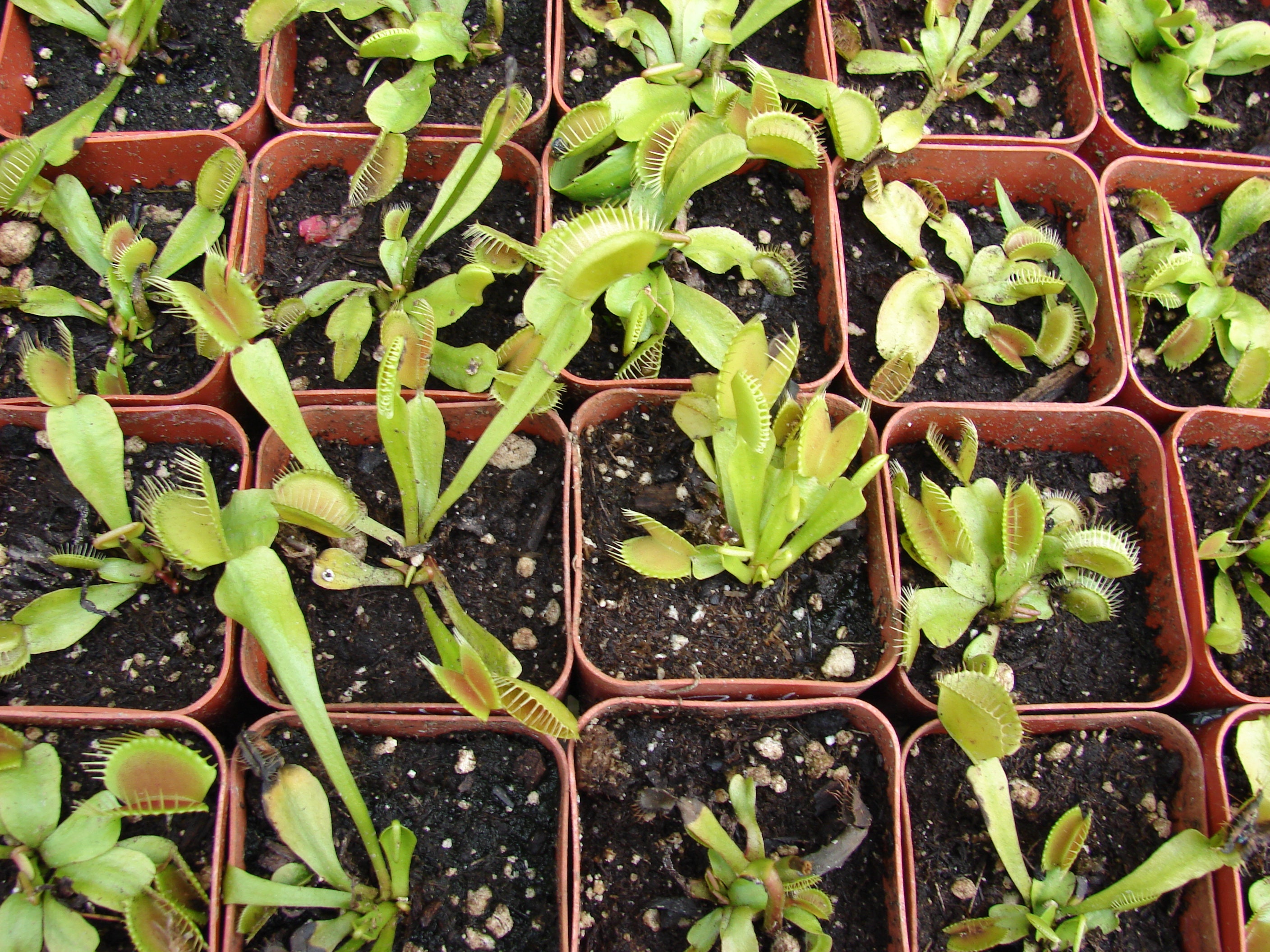 Preblended Venus Fly Trap Potting Soil Mix Peat Based Etsy