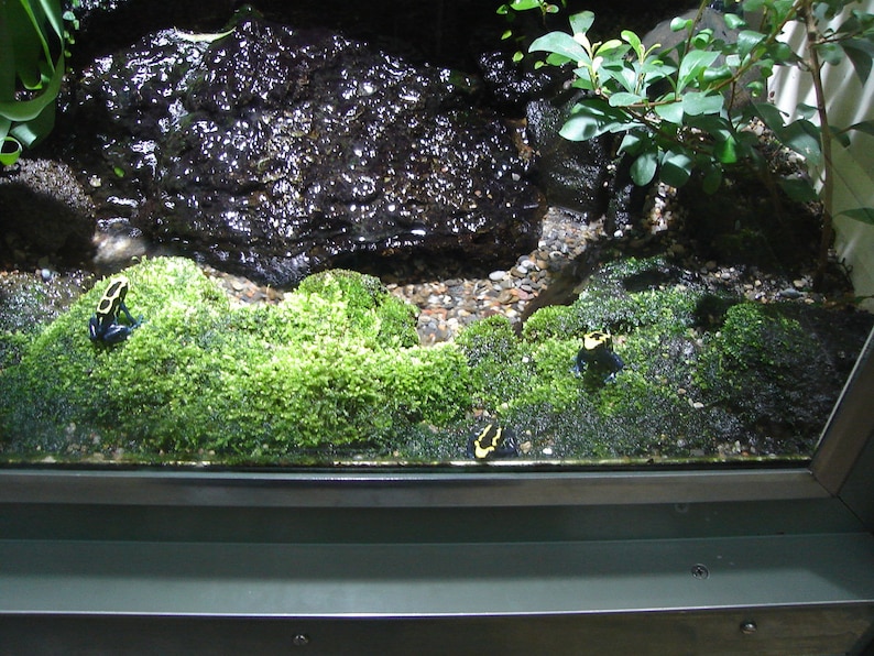 Soil for Moss Gardens/terrariums Easily Propagate Moss moss Etsy