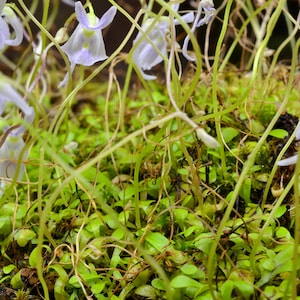 Utricularia Sandersonii Carnivorous Bladderwort Live Plant (Tissue Sample, Unpotted)