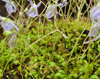 Utricularia Sandersonii Carnivorous Bladderwort Live Plant (Tissue Sample, Unpotted)