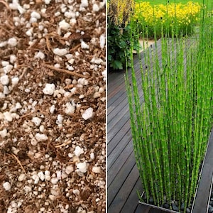 Premium Organic Soil Blend for Equisetum (Miniature Bamboo Horsetail Reed) and Bog Plants