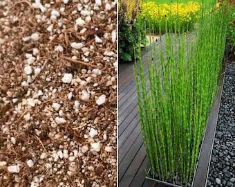 Premium Organic Soil Blend for Equisetum (Miniature Bamboo Horsetail Reed) and Bog Plants