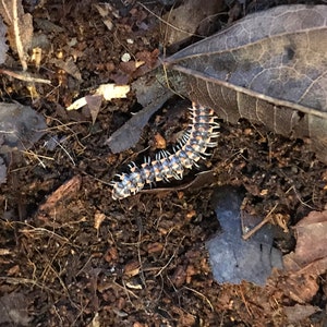 Premium Millipede Substrate for Flat & Round Millipedes