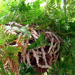 Rabbit Foot Fern - Davallia Fejeensis Live Plant - Rhizome Cutting