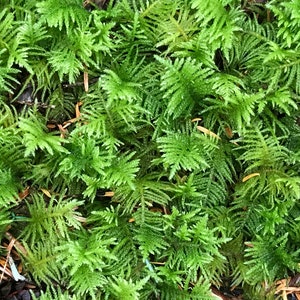 Peut inclure: Un gros plan sur une touffe de mousse verte poussant dans une for&ecirc;t. La mousse est douce et luxuriante, avec une texture d&eacute;licate.
