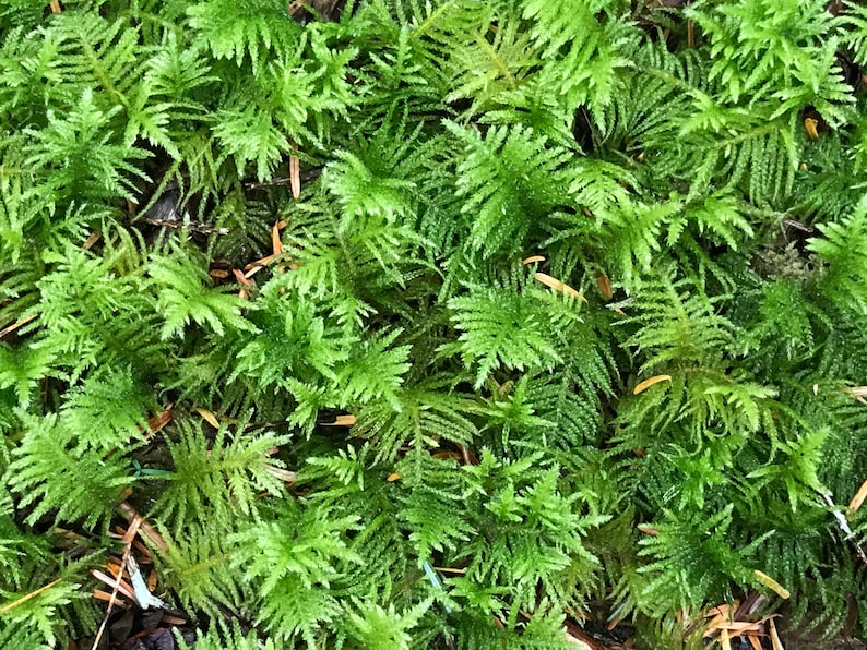 Peut inclure: Un gros plan sur une touffe de mousse verte poussant dans une for&ecirc;t. La mousse est douce et luxuriante, avec une texture d&eacute;licate.
