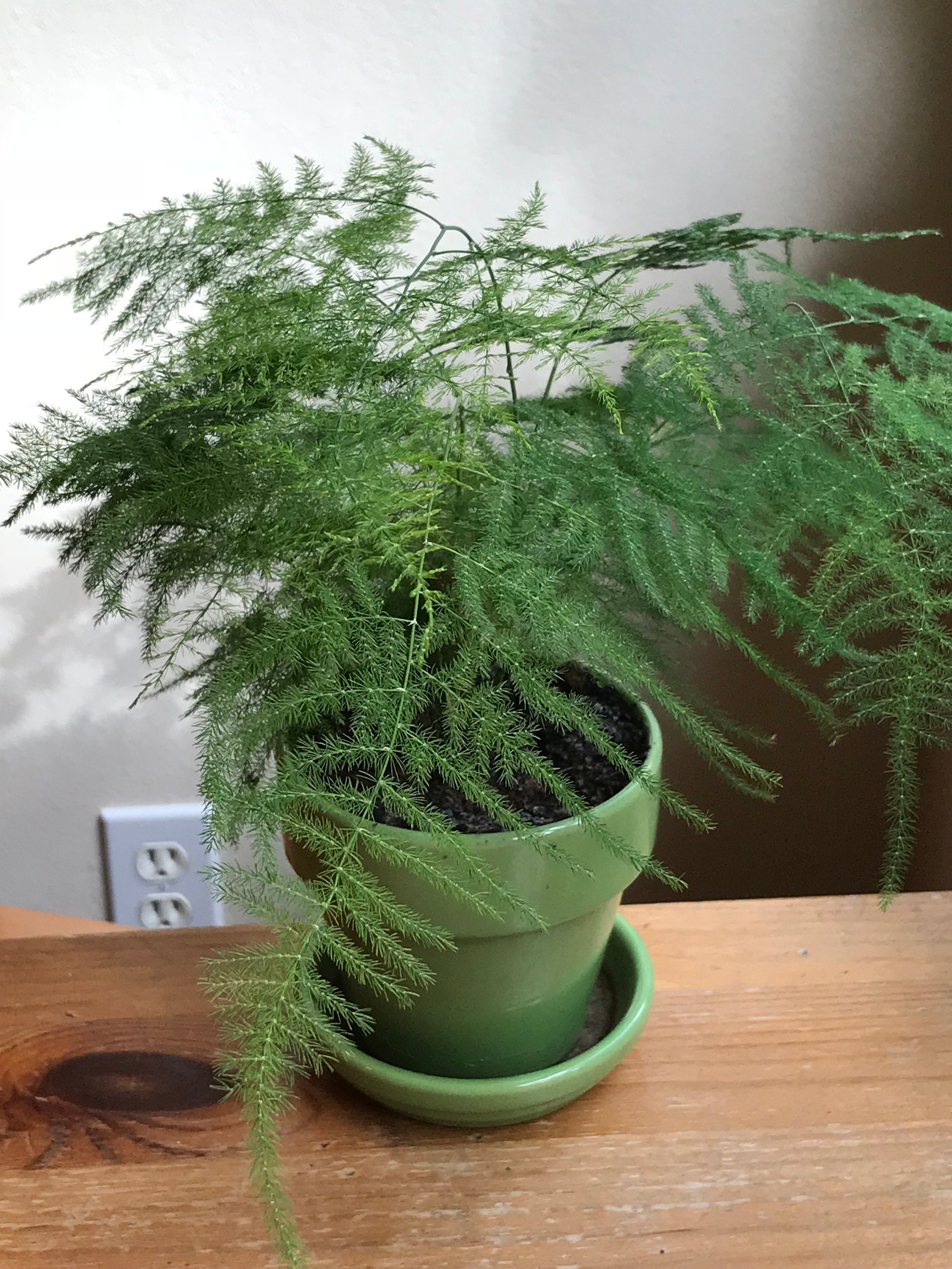 My mom’s 20yearsold asparagus fern, crown of thorns, and umbrella