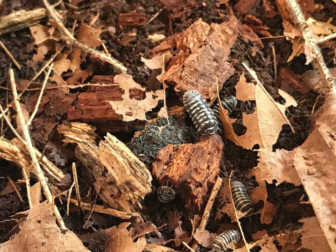 Isopod Substrate Etsy