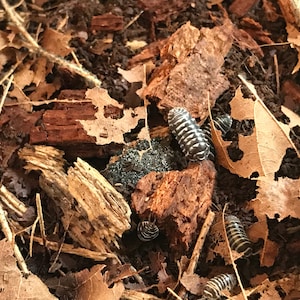 Isopod Substrate