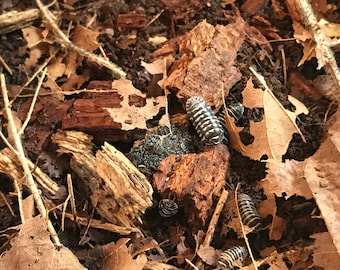 Isopod Substrate