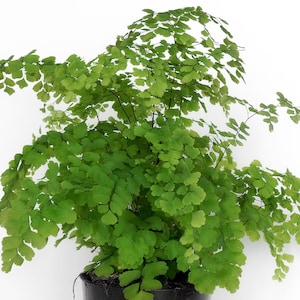 Maidenhair Fern Adiantum raddianum Live Plant 6-10 Bare Root image 1