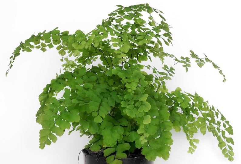 Maidenhair Fern Adiantum raddianum Live Plant 6-10 Bare Root image 1