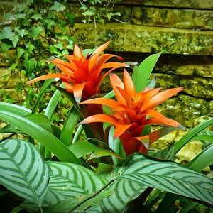 May include: A close-up of a vibrant orange bromeliad plant with green leaves against a backdrop of a stone wall. The plant has two large, bright orange flowers with a green center.