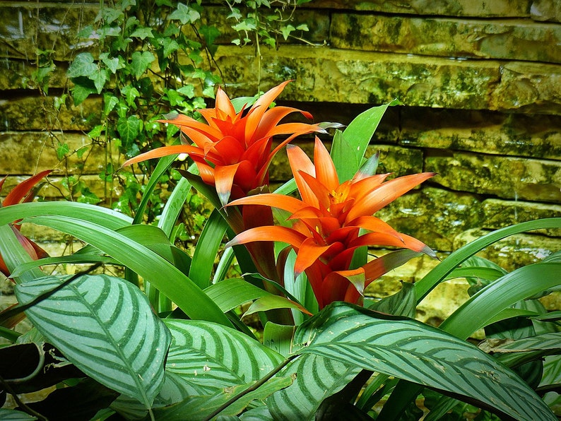 May include: A close-up of a vibrant orange bromeliad plant with green leaves against a backdrop of a stone wall. The plant has two large, bright orange flowers with a green center.