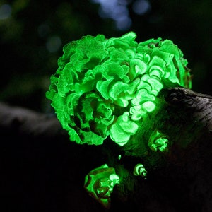 Glow in the dark mushroom Panellus stipticus bioluminescent habitat log PRE-INOCULATED image 4