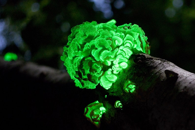 Glow in the dark mushroom Panellus stipticus bioluminescent habitat log PRE-INOCULATED image 4