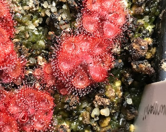 Drosera Burmannii “Humpty Doo” Carnivorous Sundew Plant