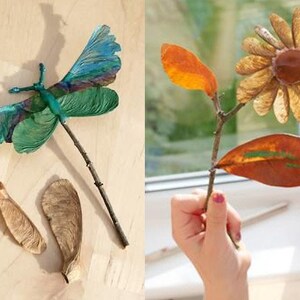 15 Bigleaf Maple Seeds (Acer macrophyllum) image 6