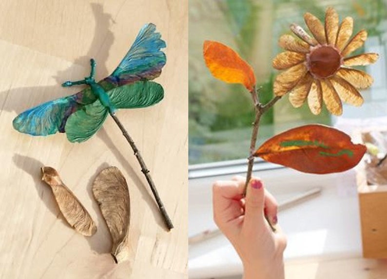 15 Bigleaf Maple Seeds (Acer macrophyllum) image 6