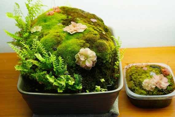The Essential Guide to Planted Pumice Stones - PDF Guide