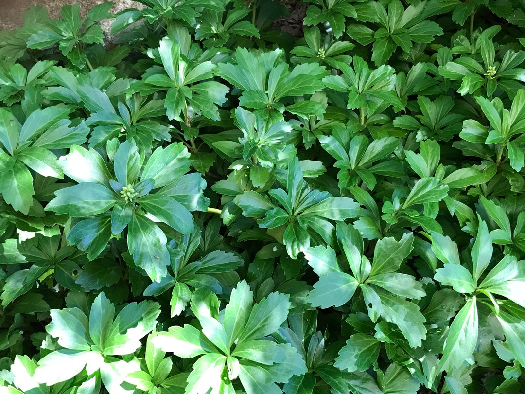 Pachysandra Terminalis "japanese Spurge" Evergreen Groundcover Live Plant Etsy