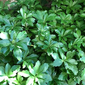 Pachysandra Terminalis "Japanese Spurge" - Evergreen Groundcover Live Plant