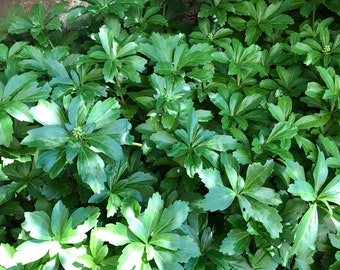 Pachysandra Terminalis « Japanese Spurge » - Plante vivante couvre-sol à feuilles persistantes