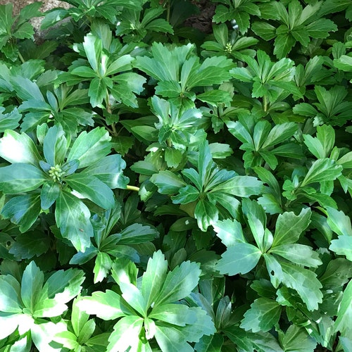 Pachysandra Terminalis japanese Spurge Evergreen Etsy