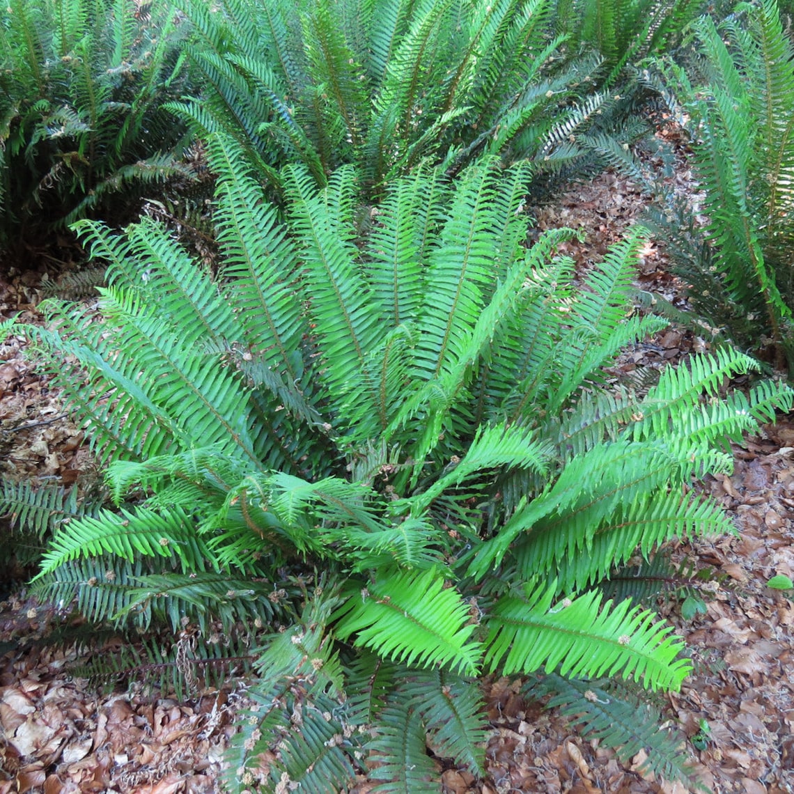 Western Sword Fern polystichum Munitum Mature Fully Grown Etsy Australia