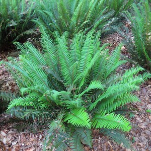 Western Sword Fern (Polystichum munitum) Mature Fully Grown Plant