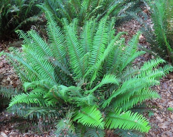 Western Sword Fern (Polystichum munitum) Mature Fully Grown Plant