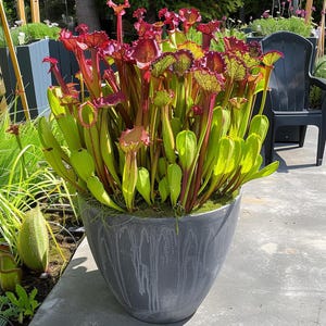 Puede incluir: Una maceta gris grande llena de una variedad de plantas carnívoras. Las plantas tienen hojas largas y verdes y flores en forma de jarra de color rojo, morado y verde.